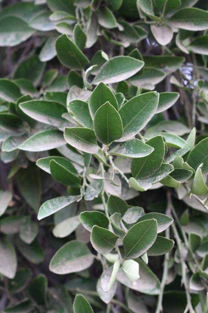              Sun leaves (Riverside, CA)       